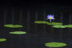PHGE_2015_01372.jpg