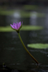 PHGE_2015_01403.jpg