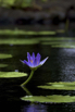 PHGE_2015_01411.jpg