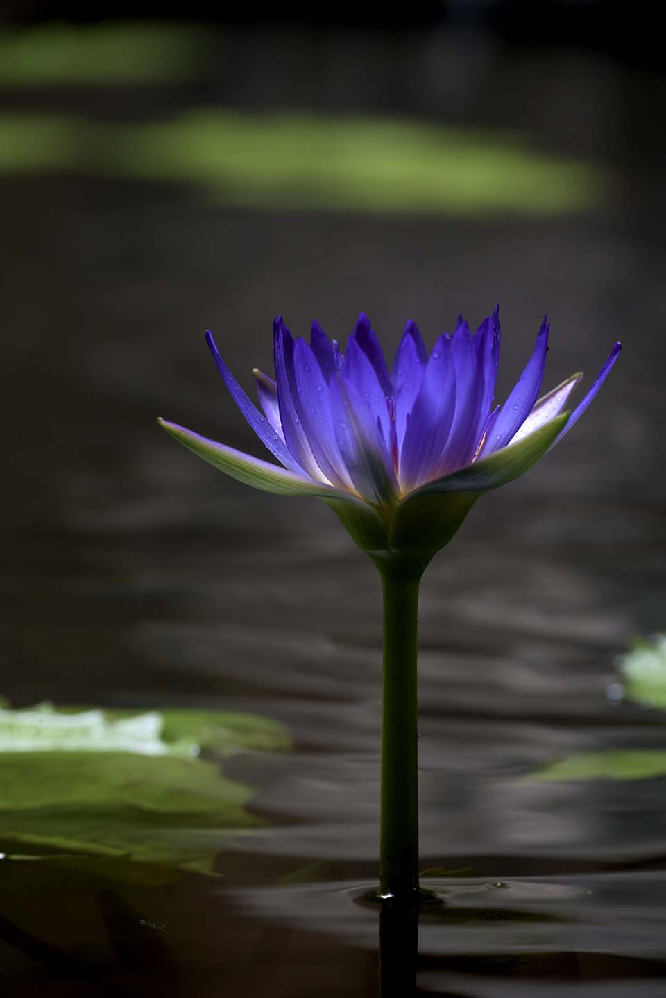 PHGE_2015_01429.jpg