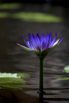 PHGE_2015_01429.jpg