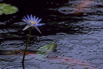 PHGE_2015_01517.jpg