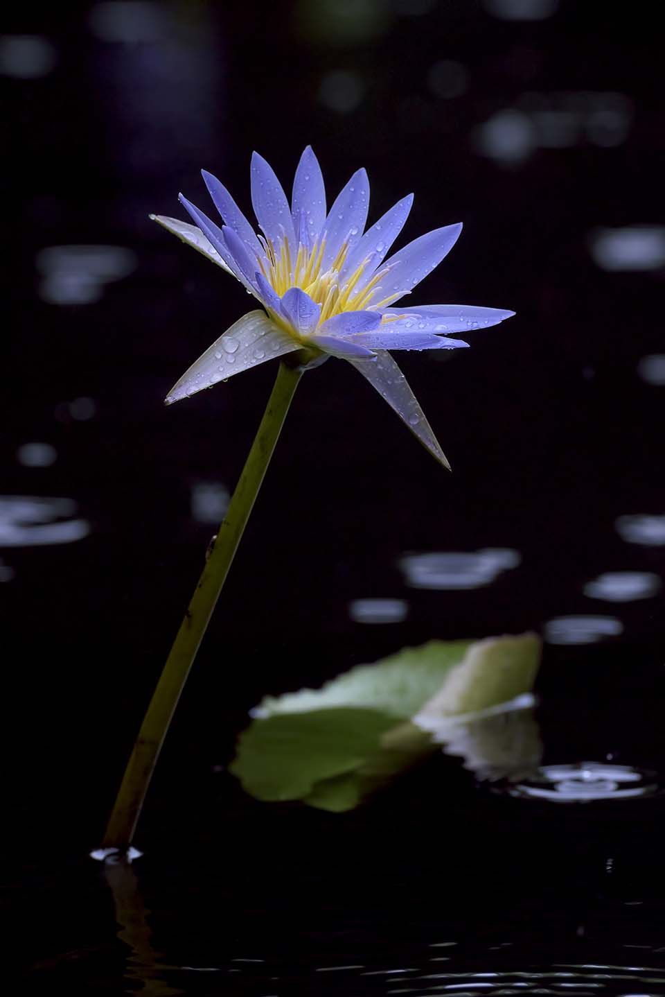 PHGE_2015_01529.jpg