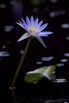 PHGE_2015_01529.jpg