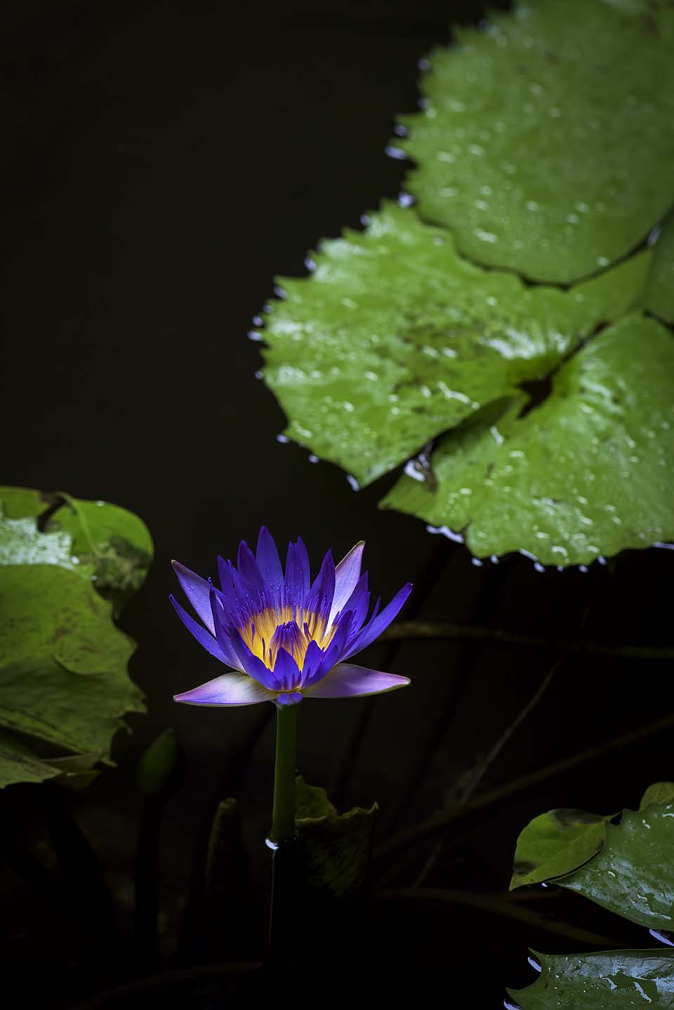 PHGE_2015_01571.jpg