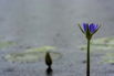 PHGE_2015_01586.jpg