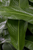 PHGE_2015_01617.jpg