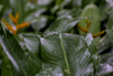 PHGE_2015_01624.jpg