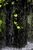 PHGE_2015_01643.jpg