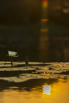 PHGE_2016_01519.jpg
