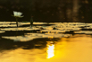 PHGE_2016_01520.jpg