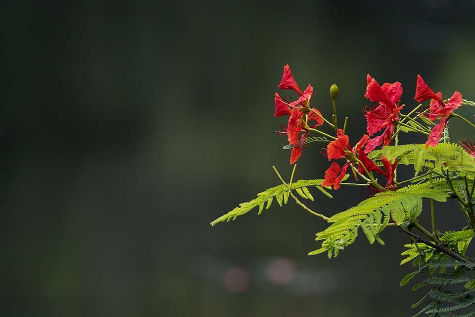 PHGE_2016_01648.jpg
