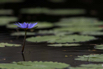 PHGE_2016_01654.jpg