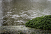 PHGE_2016_01703.jpg