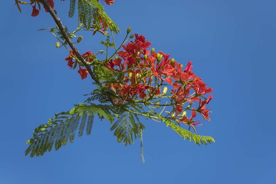 PHGE_2016_01911.jpg