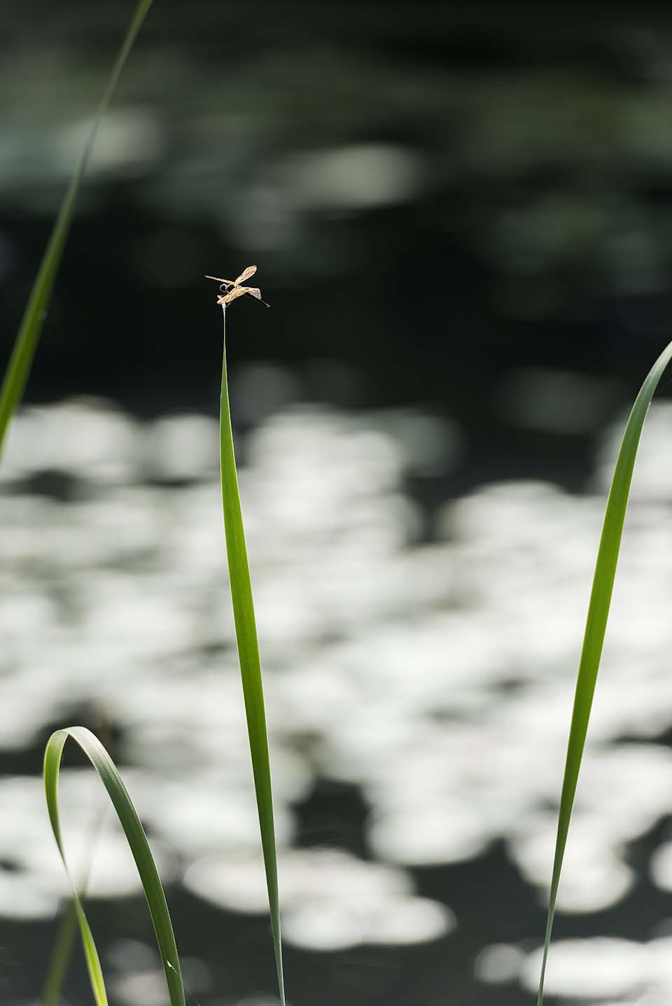 PHGE_2015_00521.jpg