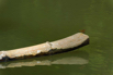 PHGE_2015_00654.jpg