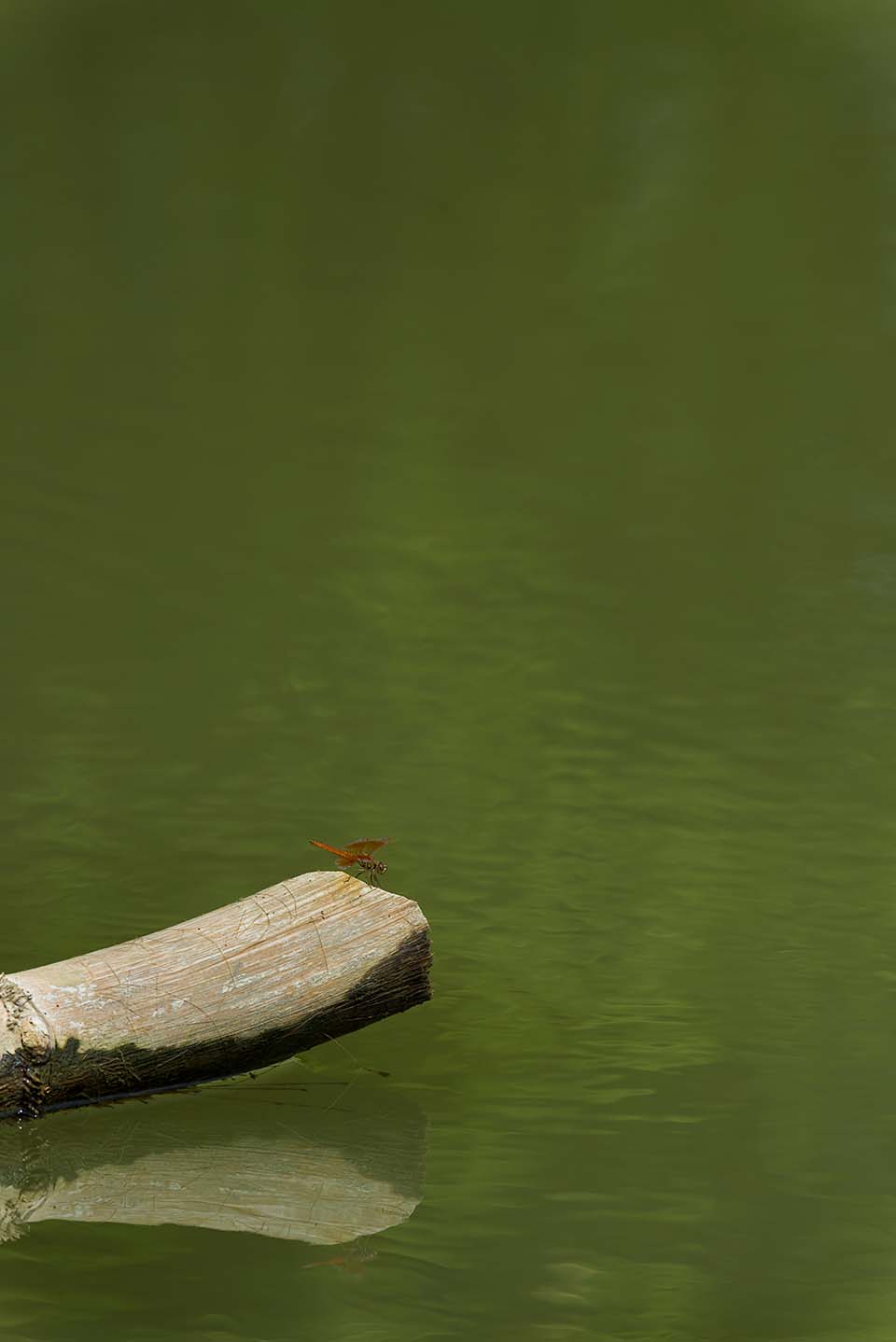 PHGE_2015_00660.jpg