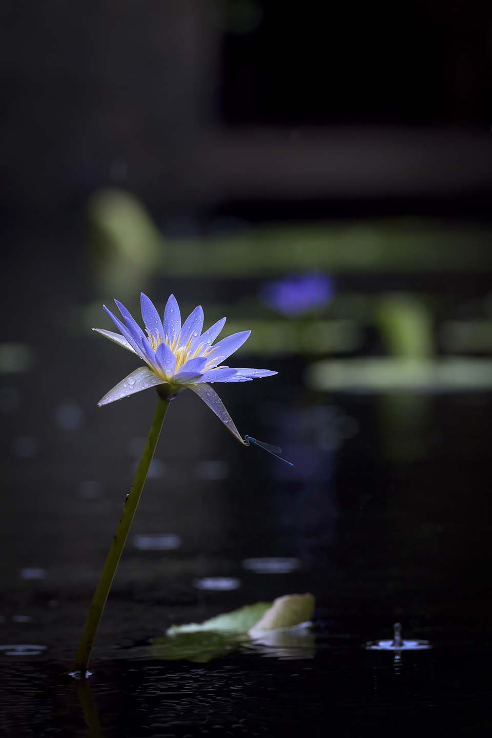 PHGE_2015_01539.jpg