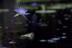 PHGE_2015_01547.jpg
