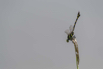 PHGE_2016_02067.jpg
