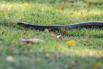 StarCity_Golf_2023_00229.jpg