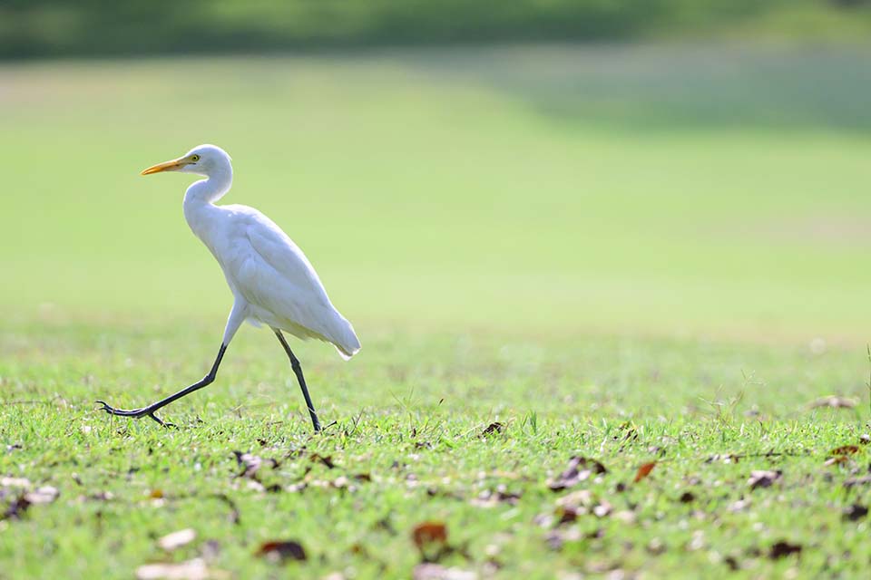 PHE_Golf_2026_00357.jpg
