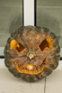 LotusPavilion_2023_00503.jpg