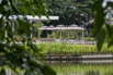LotusPavilion_2023_00352.jpg