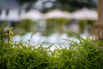 LotusPavilion_2023_00408.jpg