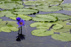 LotusPavilion_2023_00369.jpg