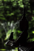 PHGE_2017_08434.jpg