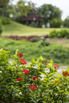 PHE_2018_04342.jpg