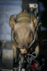 Sandanilla_2015_00016.jpg