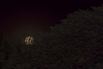 Sandanilla_2015_00393.jpg