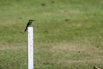 StarCity_Golf_2023_00342.jpg