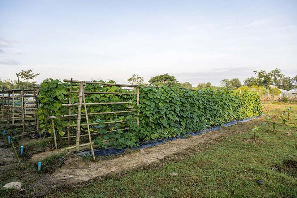 VeggieFarm_2022_00031.jpg
