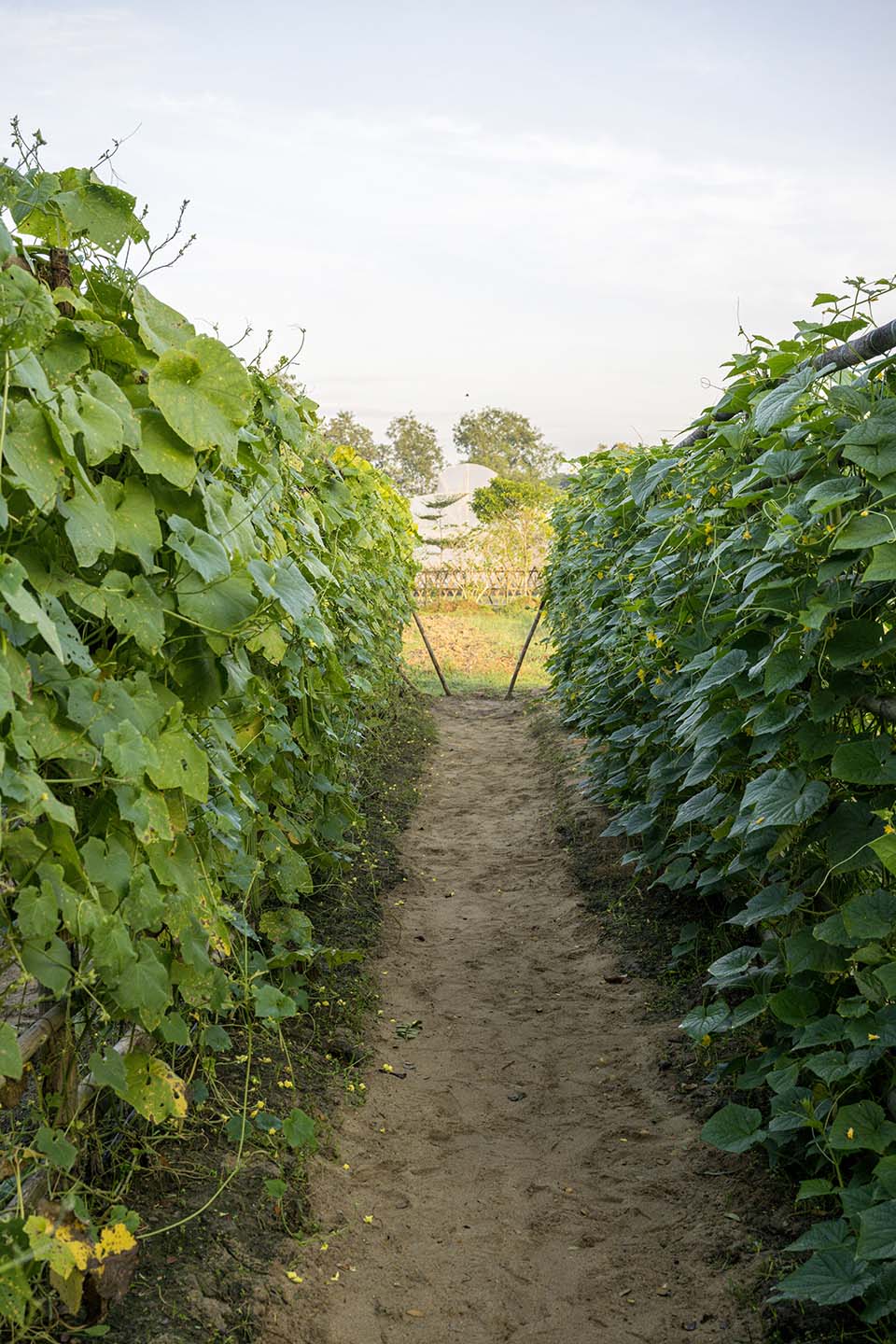 VeggieFarm_2022_00032.jpg
