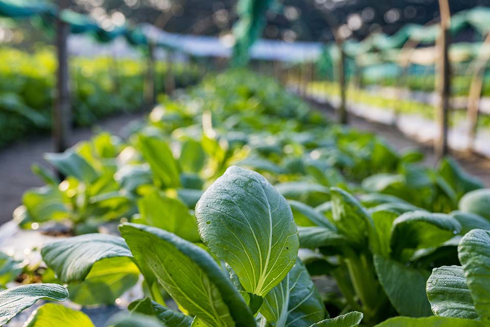 VeggieFarm_2022_00049.jpg