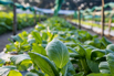 VeggieFarm_2022_00049.jpg