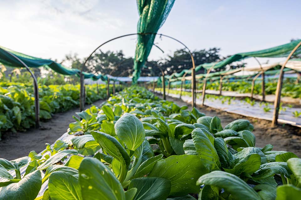 VeggieFarm_2022_00051.jpg