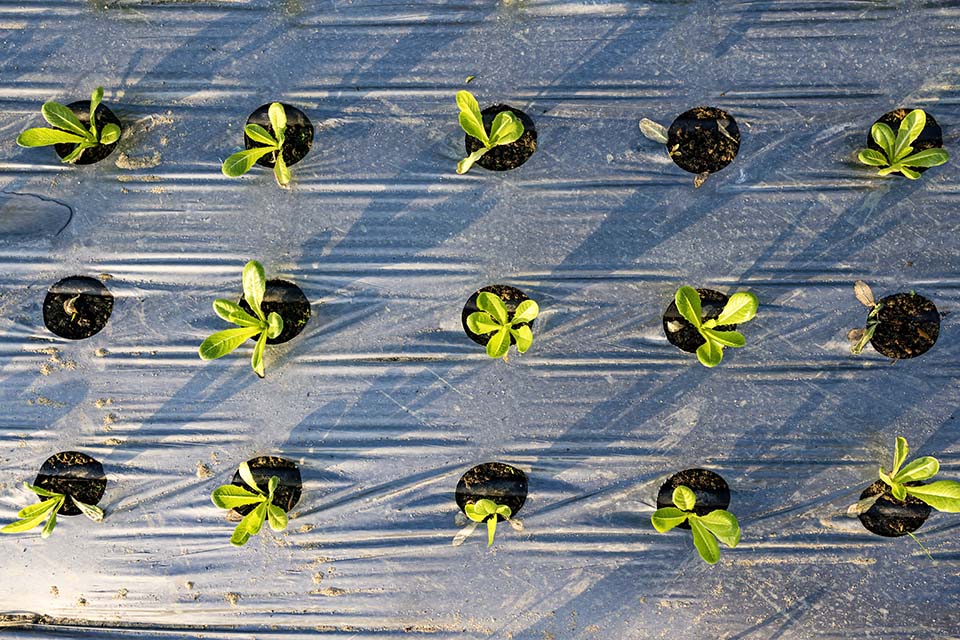 VeggieFarm_2022_00053.jpg