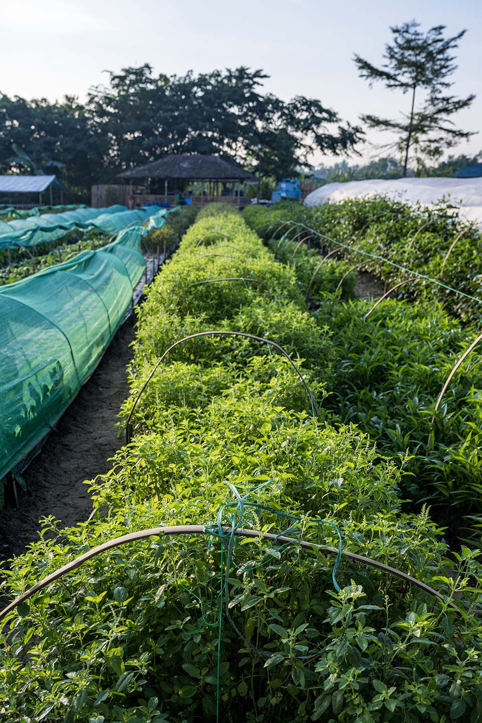 VeggieFarm_2022_00077.jpg