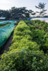 VeggieFarm_2022_00077.jpg