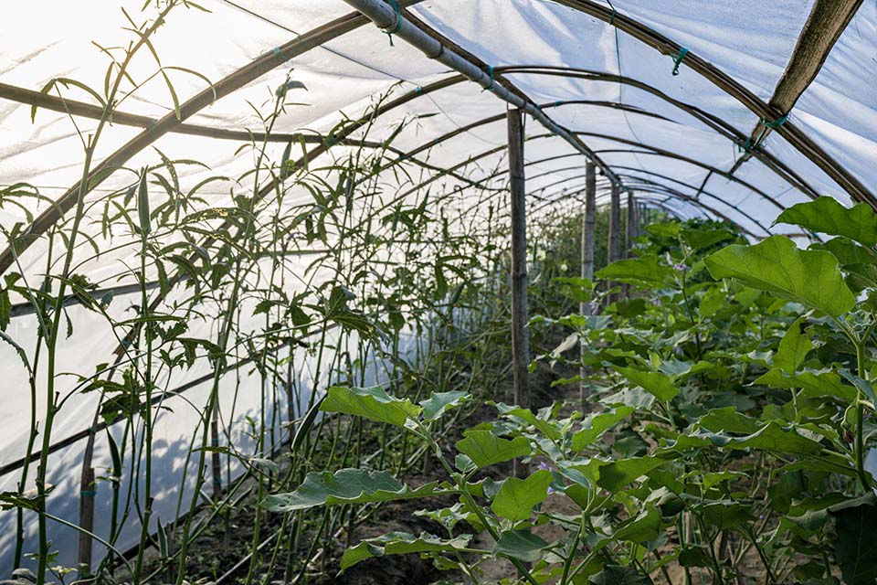 VeggieFarm_2022_00078.jpg