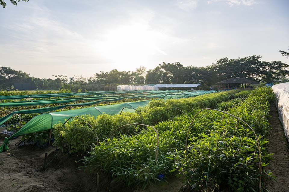 VeggieFarm_2022_00084.jpg