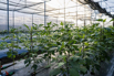 VeggieFarm_2022_00092.jpg