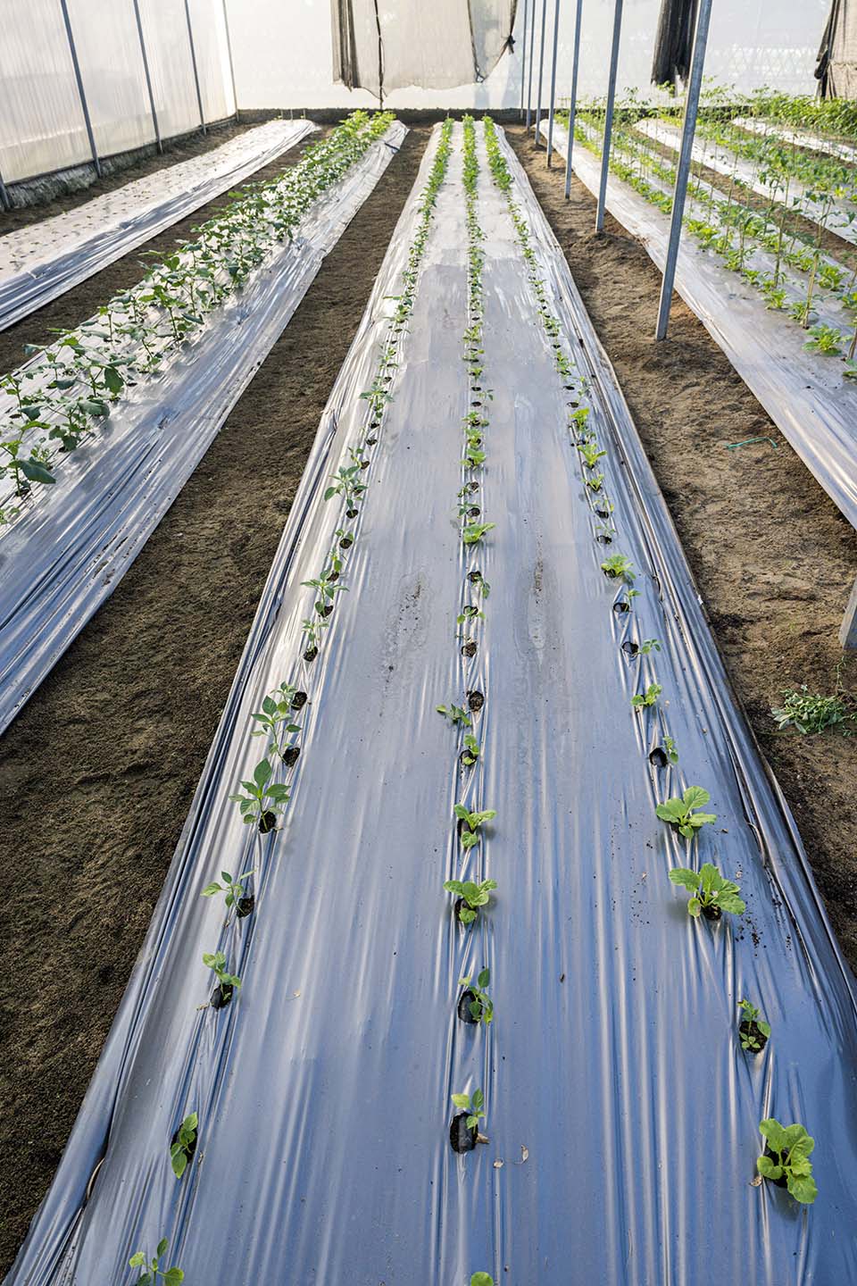 VeggieFarm_2022_00094.jpg