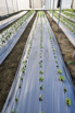 VeggieFarm_2022_00094.jpg