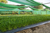 VeggieFarm_2022_00096.jpg